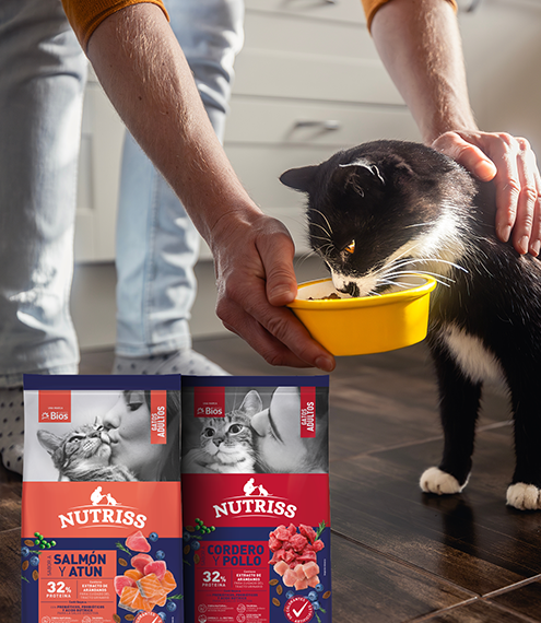 alimentación para gatos